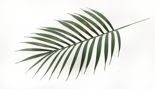 Лист пальмы узкий  43см