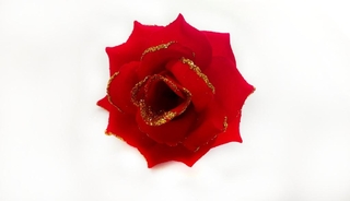 Роза бархатная с золотом 12см №5015