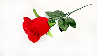 Одиночный бархатный бутон розы 