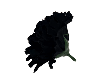 Гвоздика бархатная первомайская чёрная  11см  №52008