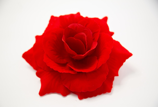 Роза бархатная крупная Дайна 16см (100шт)