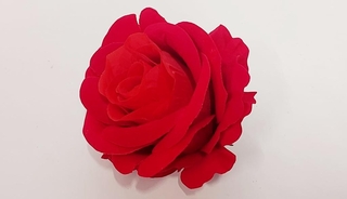 Бутон розы бархатной раскрытой 
