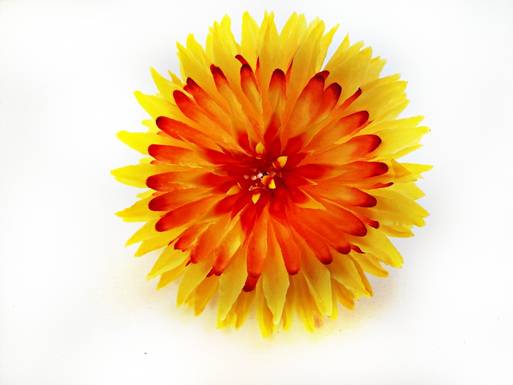 Астра игольчатая 