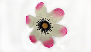 Фиалка атласная 