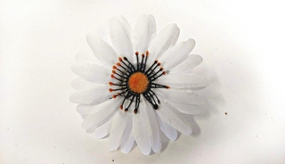 Ромашка садовая с махр серед 