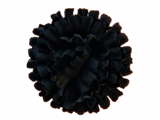 Гвоздика бархатная крупн чёрная 