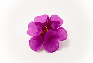 Малопа 2 сл 10 см  №5564