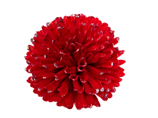 Хризантемка шарик с серебром 