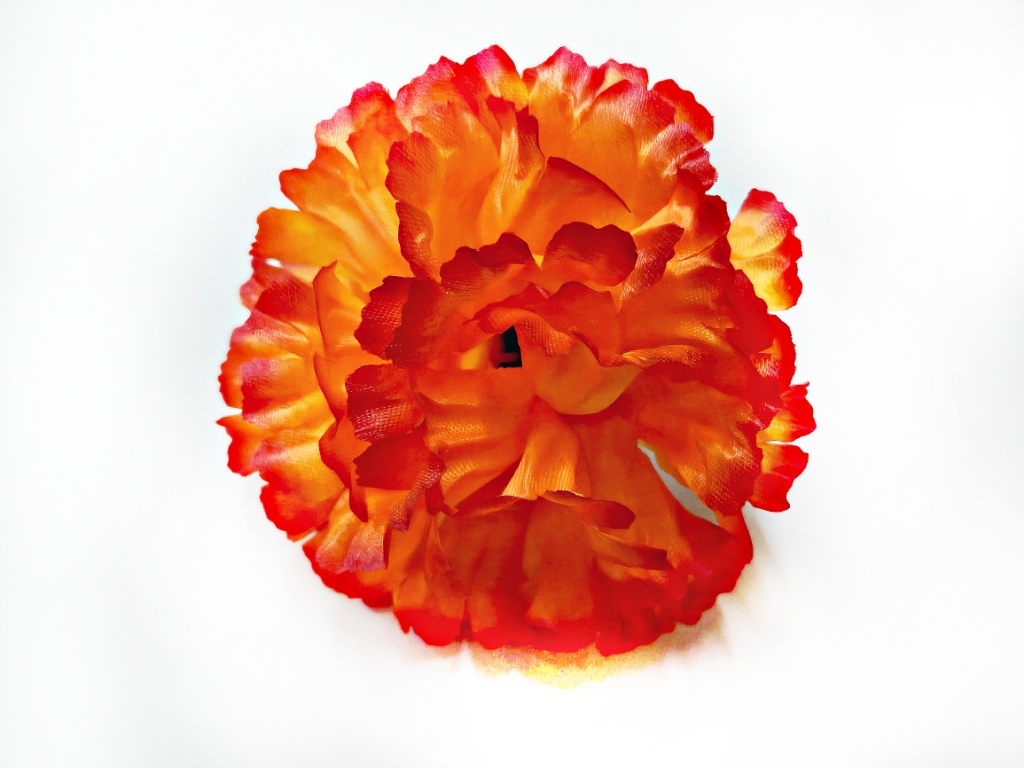 Гвоздика атласная средняя 