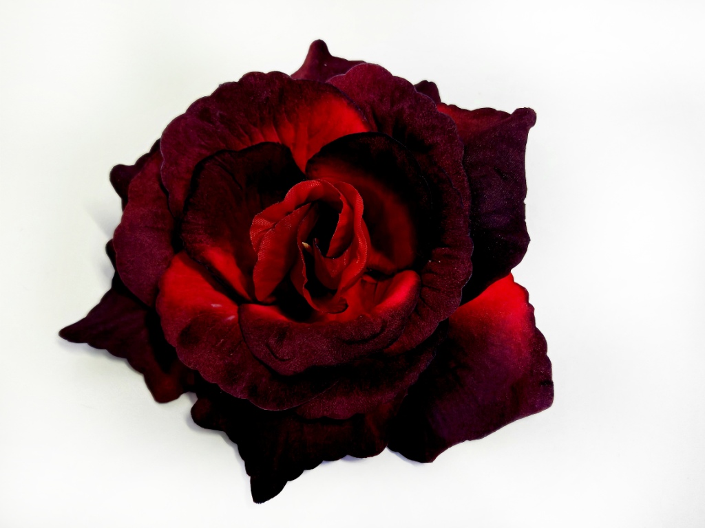 Роза бархатная крупная тонированная